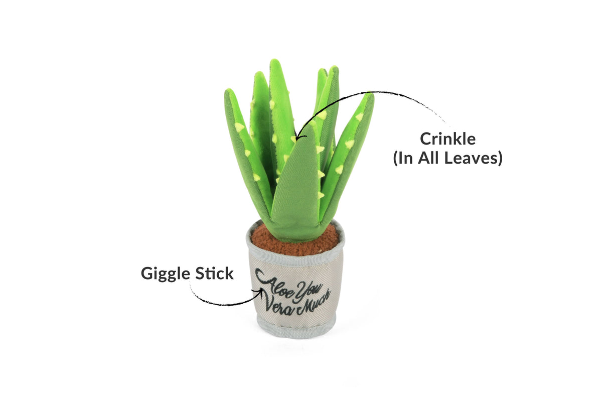 Blooming Buddies - Aloe-ve You Plant