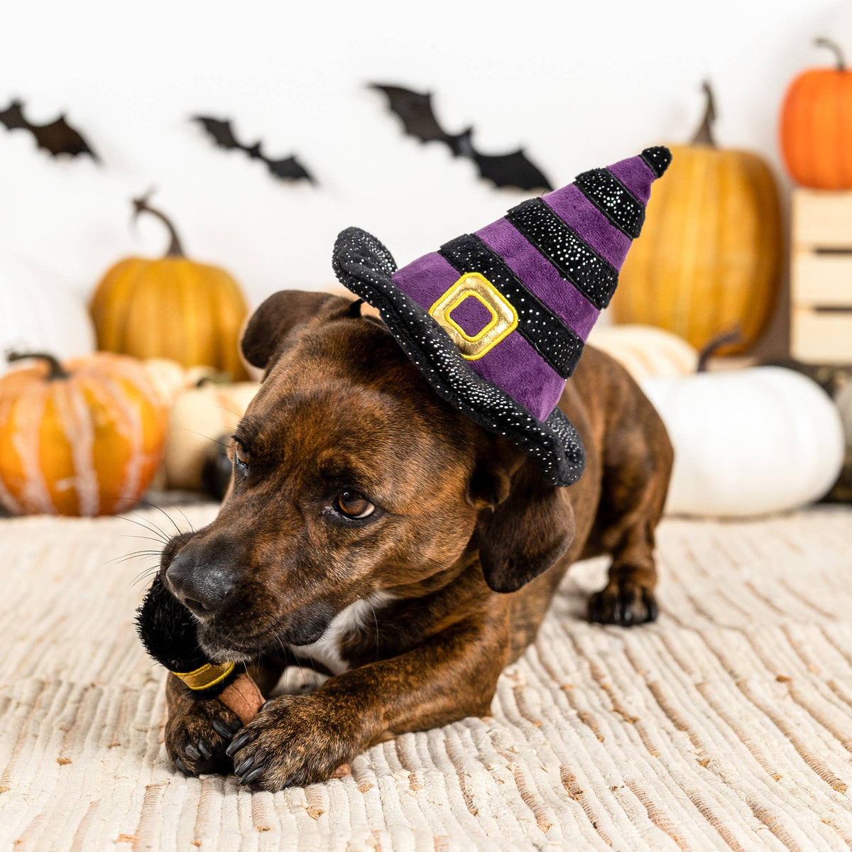 IF THE BROOM FITS DOG TOY SET