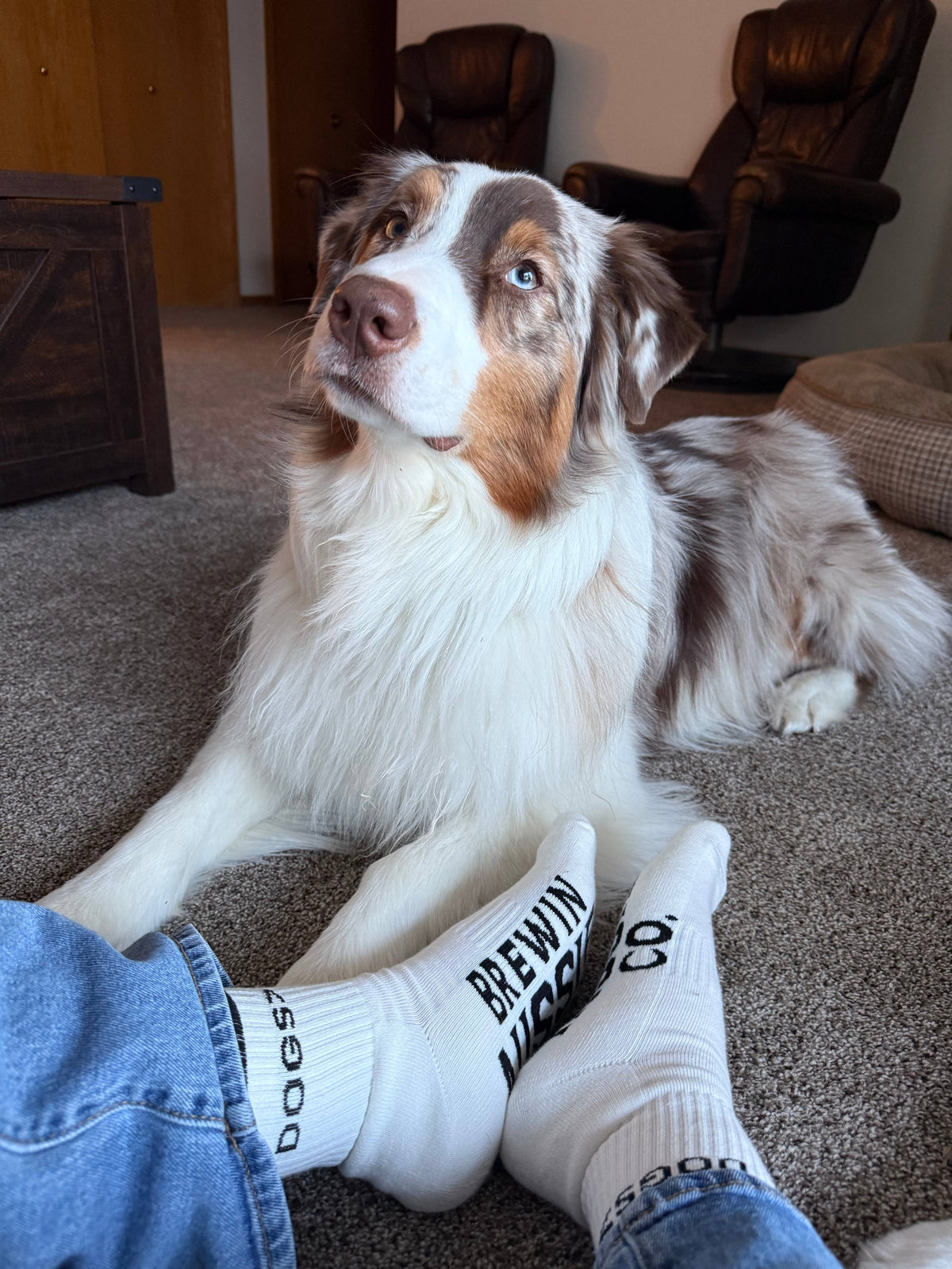 Dogs> Socks 