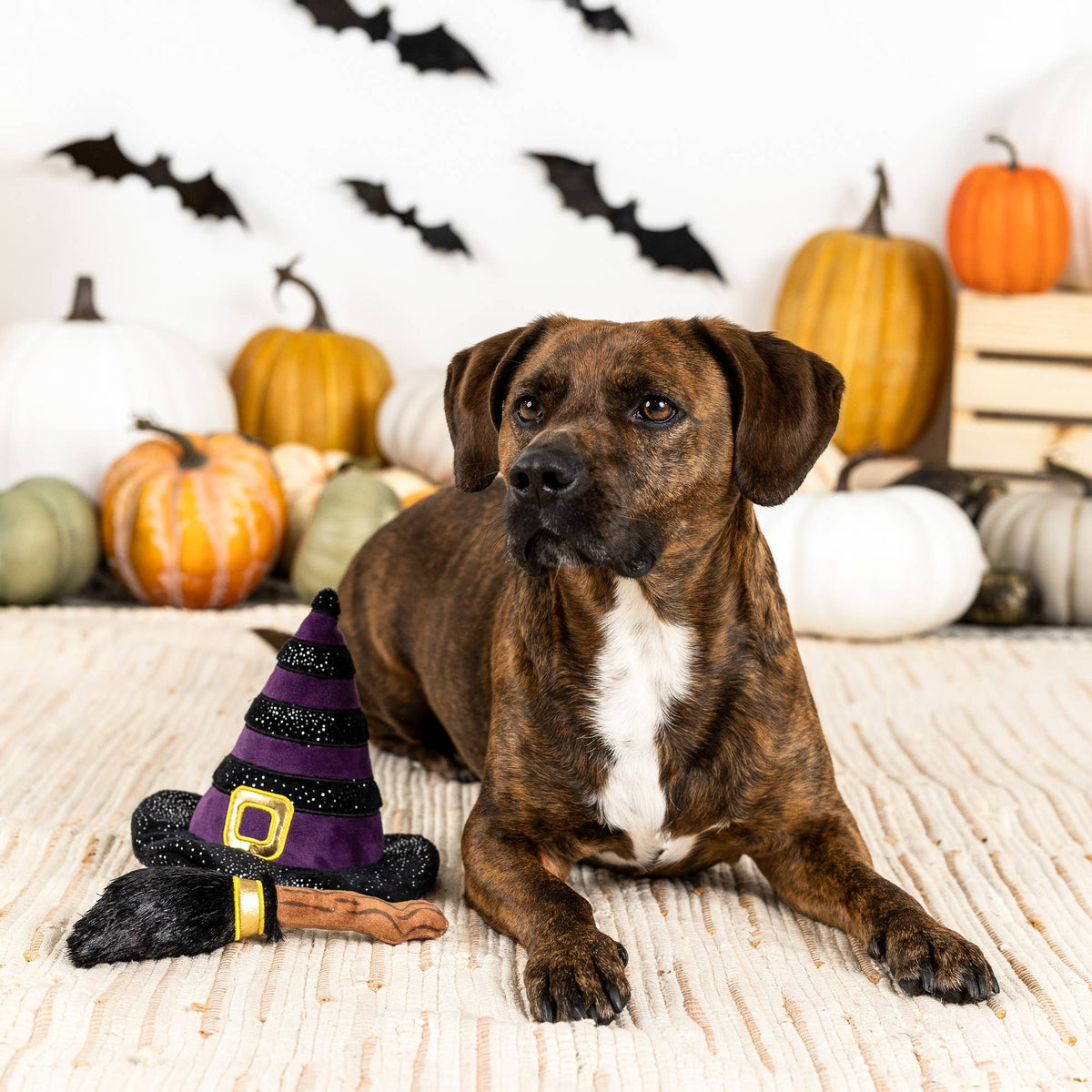 IF THE BROOM FITS DOG TOY SET