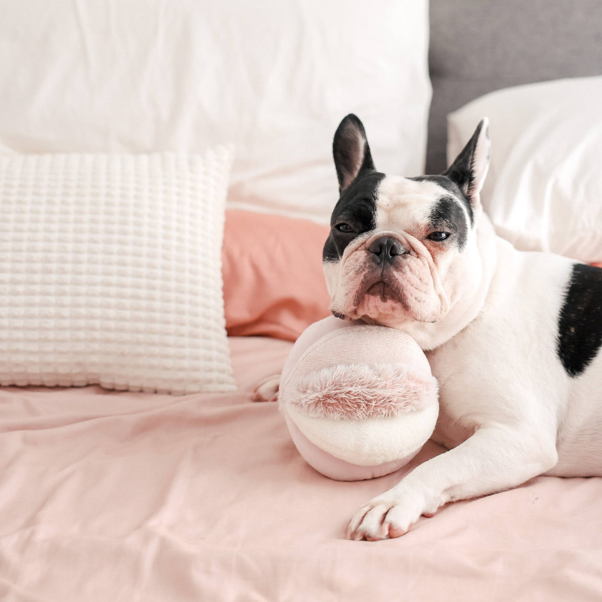 TOTO // ENRICHMENT DOG TOY // Snuffle Ball