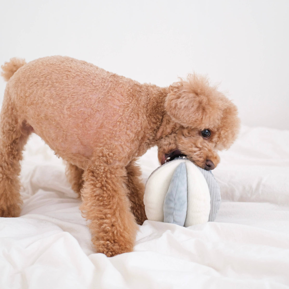 TOTO // ENRICHMENT DOG TOY // Snuffle Ball